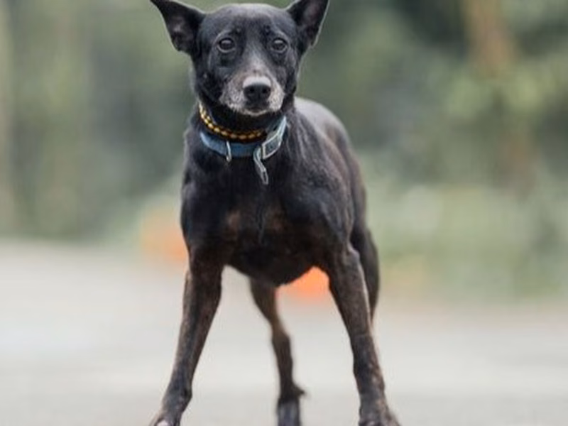 Black adult female mixed-breed dog, Medium, shelter no. …3001