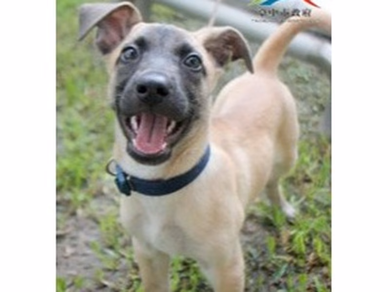Black-and-brown young female mixed-breed dog, Medium, shelter no. …6005
