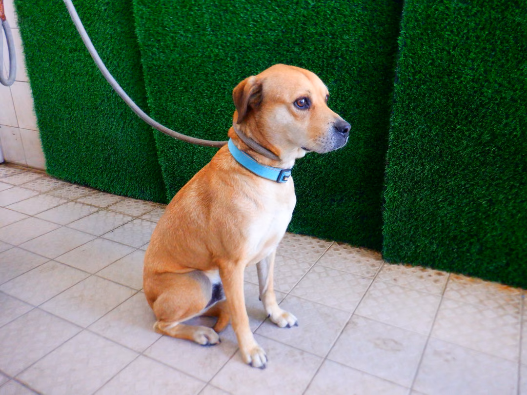 Tan adult male mixed-breed dog, Medium, shelter no. …9797