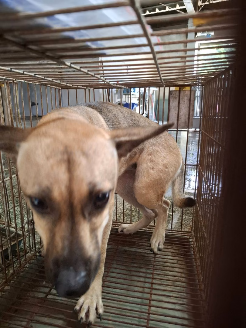 Black-and-tan adult female mixed-breed dog, Medium, shelter no. …0-03