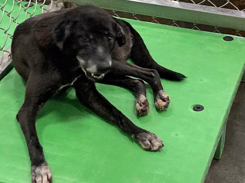 Black adult female mixed-breed dog, Medium, shelter no. …5003