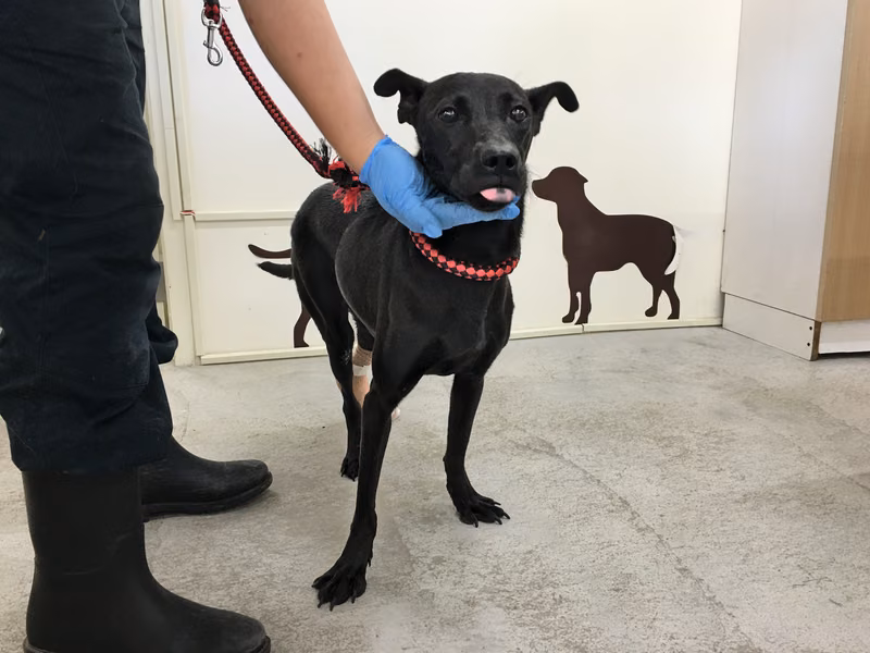 Black adult female mixed-breed dog, Medium, shelter no. …2803