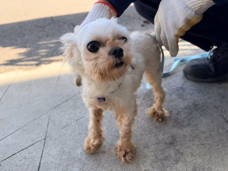 White adult male Maltese, Small, shelter no. …7001