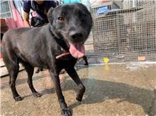 Black adult female mixed-breed dog, Medium, shelter no. …4040