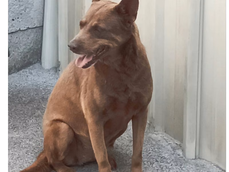 Brown adult female mixed-breed dog, Large, shelter no. …017D
