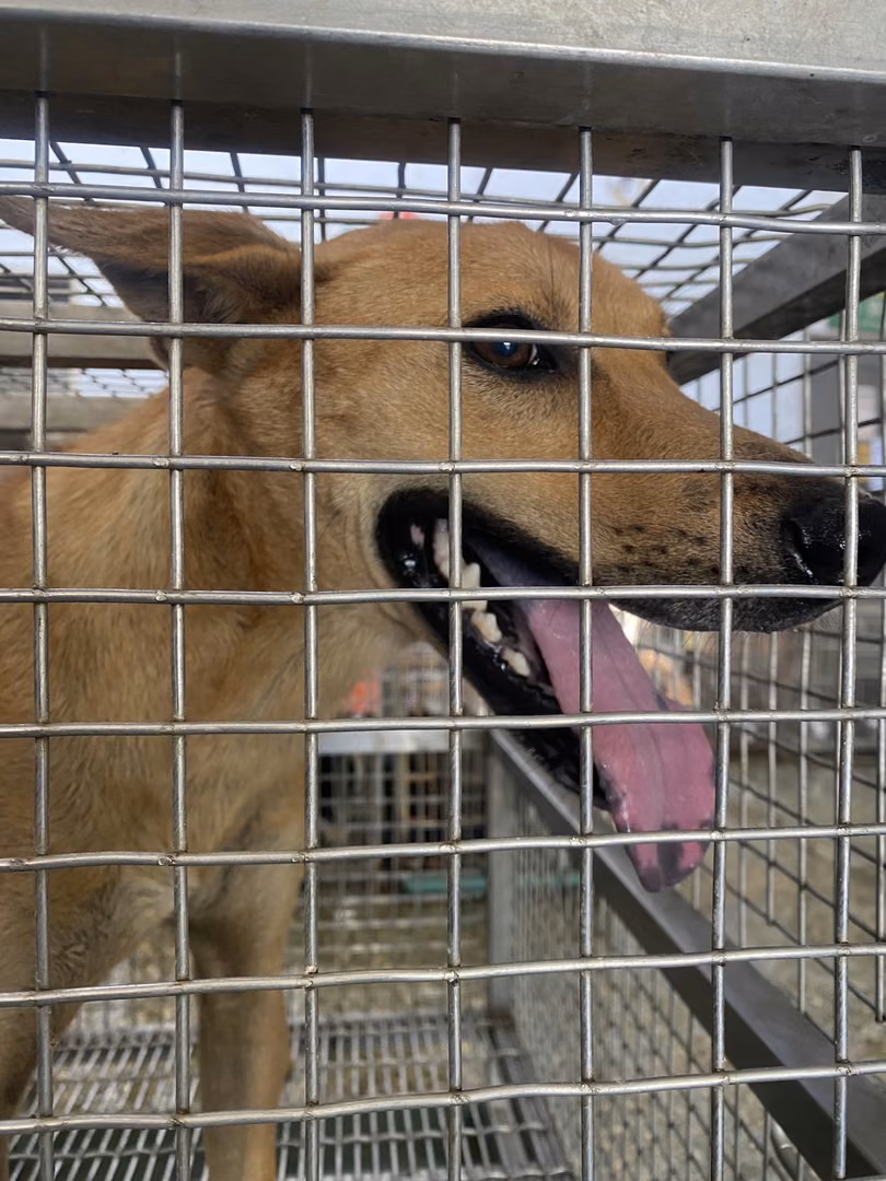 Tan adult male mixed-breed dog, Large, shelter no. …6-01
