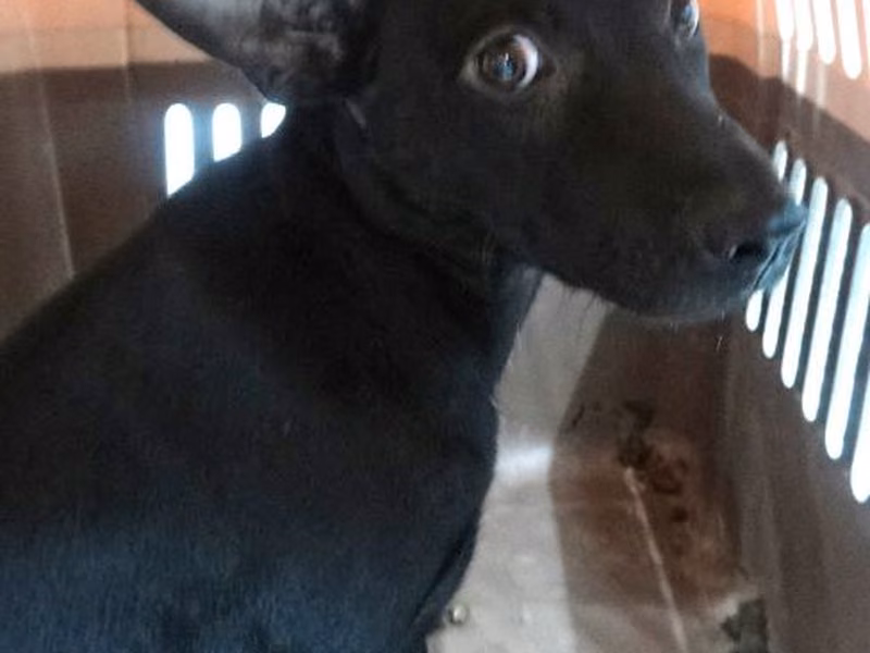 Black adult female mixed-breed dog, Large, shelter no. …1589