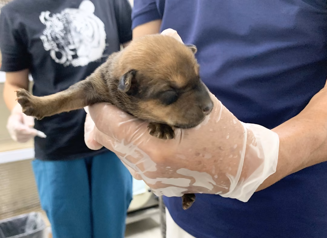 Brown young female mixed-breed dog, Small, shelter no. …2110