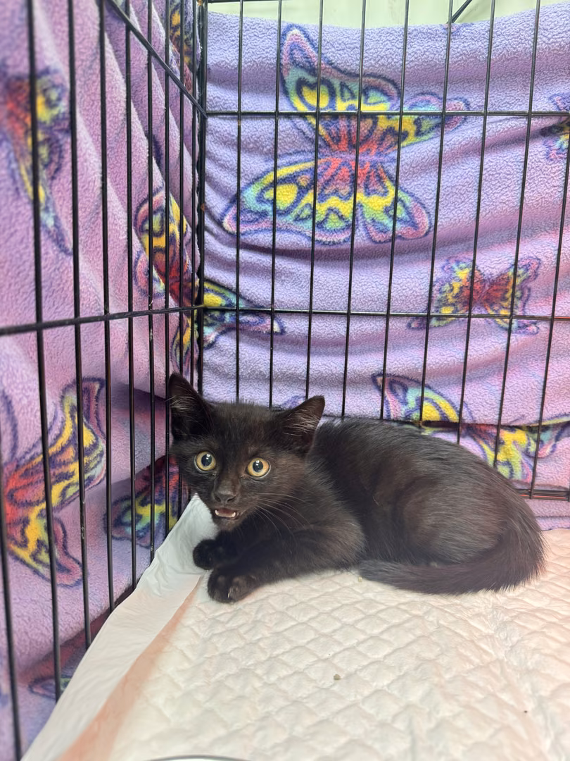 Black young male mixed-breed cat, Small, shelter no. …0003