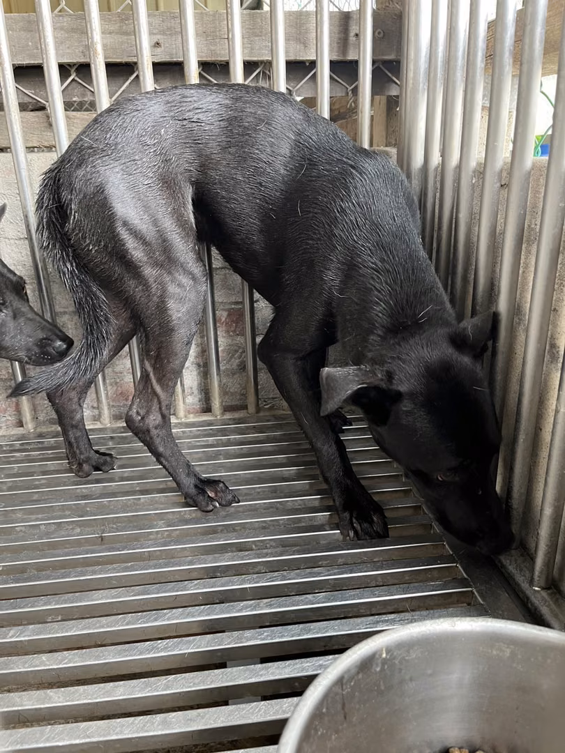Black adult male mixed-breed dog, Medium, shelter no. …5005