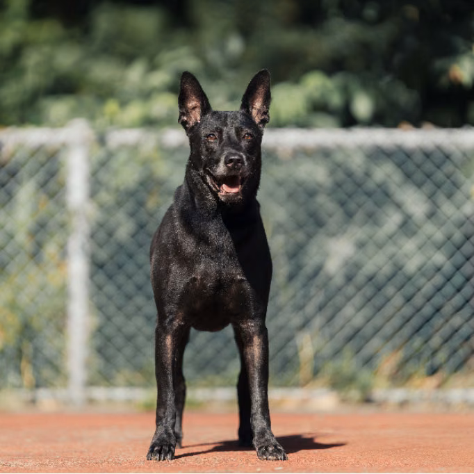 Black adult male mixed-breed dog, Medium, shelter no. …2803