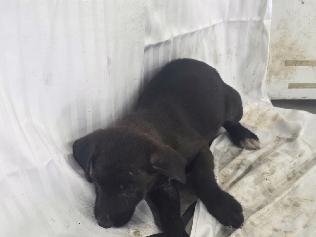 Black young female mixed-breed dog, Small, shelter no. …2908