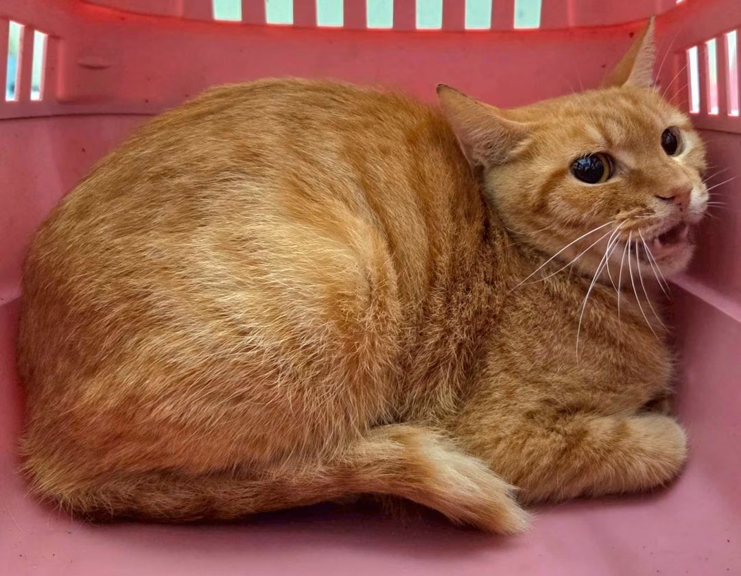 Orange adult female mixed-breed cat, Small, shelter no. …1002