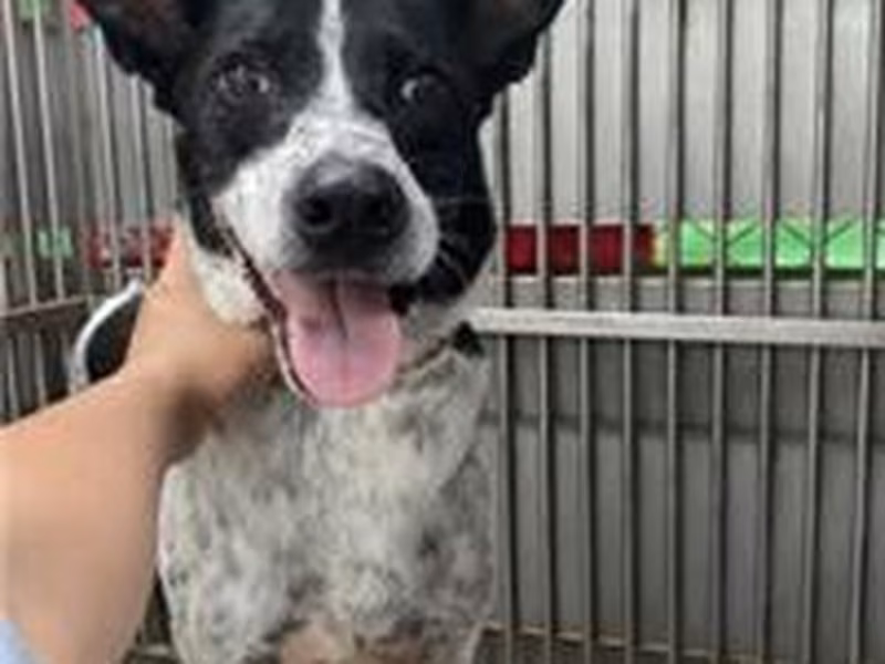 Black-and-white adult male mixed-breed dog, Medium, shelter no. …1204