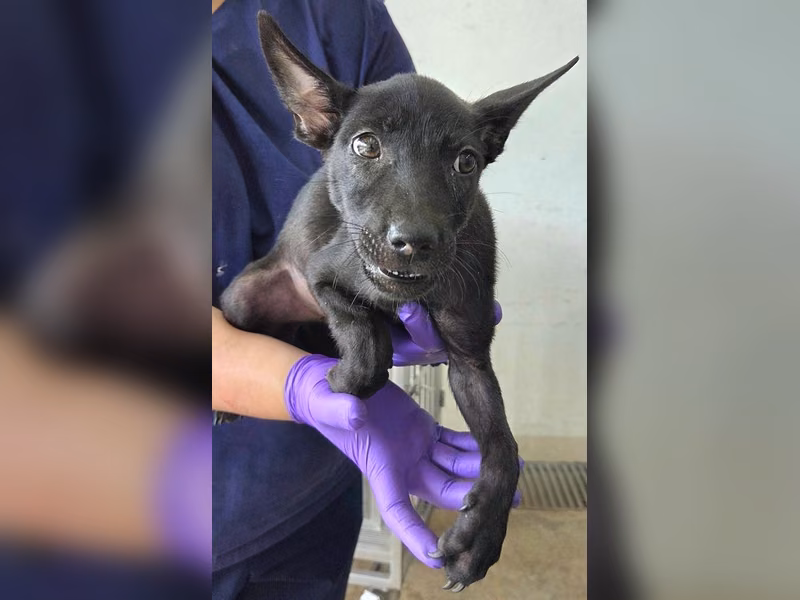 Black young female mixed-breed dog, Medium, shelter no. …1005