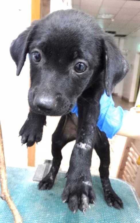 Black young female mixed-breed dog, Small, shelter no. …1702