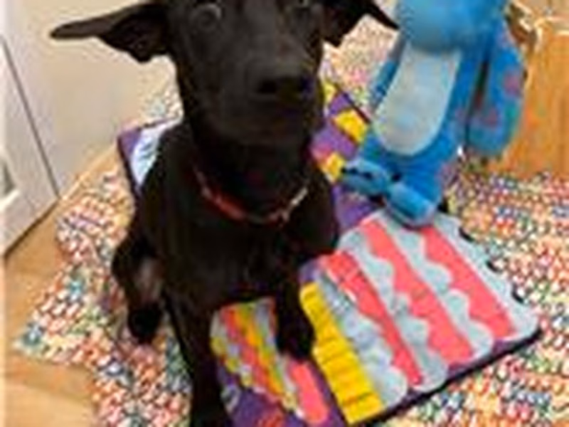 Black young female mixed-breed dog, Medium, shelter no. …2302