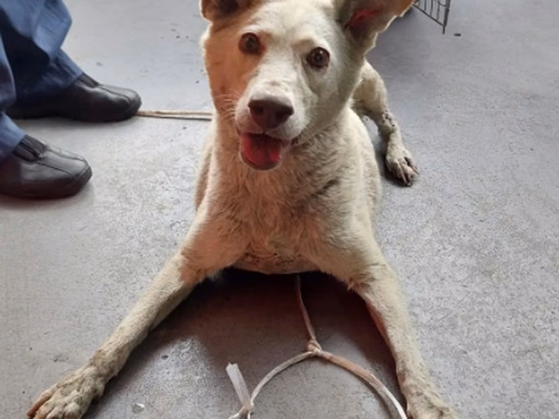 Cream adult male mixed-breed dog, Medium, shelter no. …1007