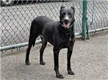 Black adult male mixed-breed dog, Medium, shelter no. …1502