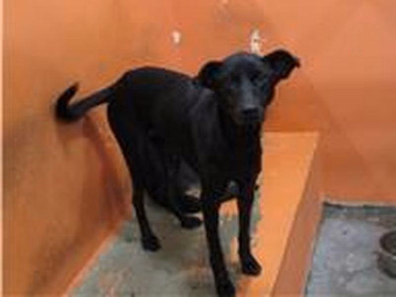 Black adult female mixed-breed dog, Medium, shelter no. …6001