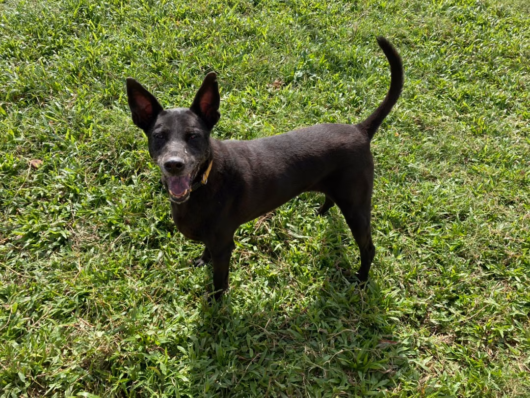 Black adult female mixed-breed dog, Medium, shelter no. …2305