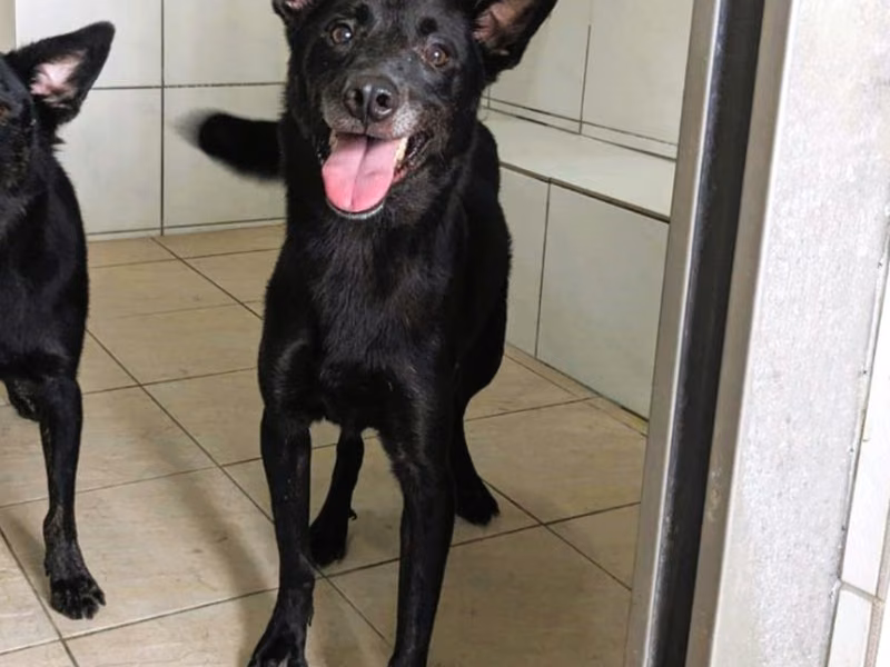 Black adult male mixed-breed dog, Medium, shelter no. …4002