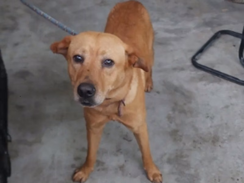 Tan adult male mixed-breed dog, Medium, shelter no. …6003