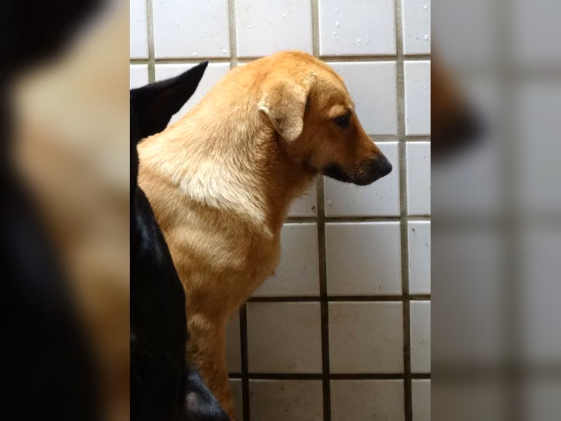 Tan adult female mixed-breed dog, Large, shelter no. …1738