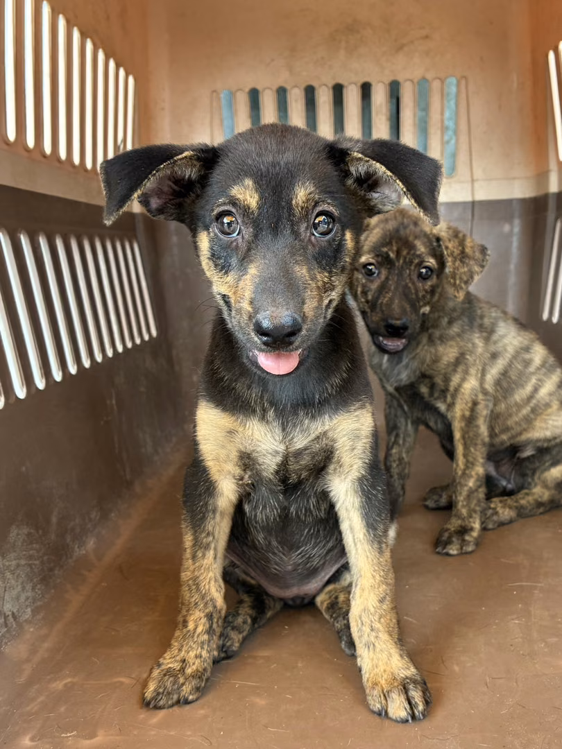 Black-and-tan young female mixed-breed dog, Small, shelter no. …5007