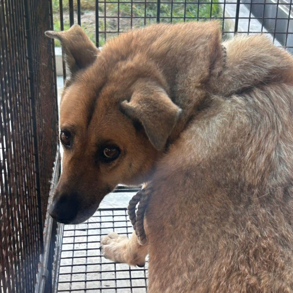 Tan adult female mixed-breed dog, Large, shelter no. …2004