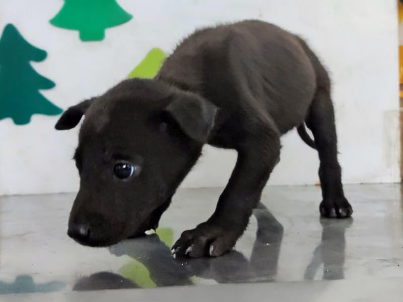 ミックス犬(メス・若い・黒)、小型, 施設番号 …0807