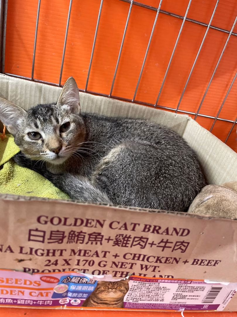 Tabby young female mixed-breed cat, Small, shelter no. …6003