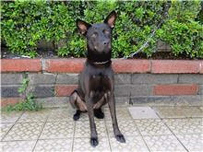 Black adult female mixed-breed dog, Medium, shelter no. …3273