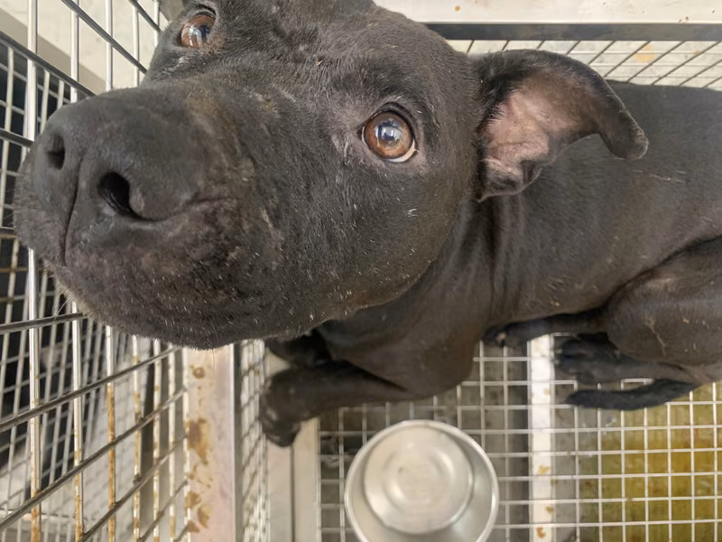 Black adult male mixed-breed dog, Medium, shelter no. …1004