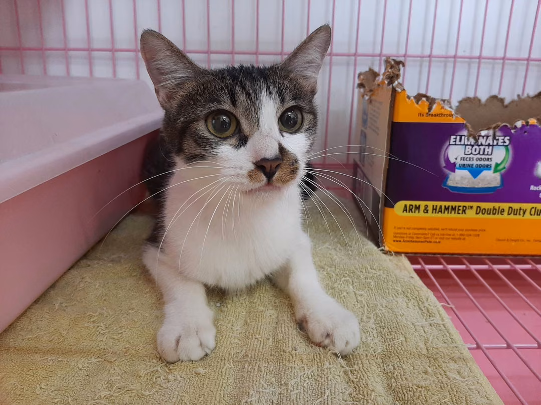 Tabby-and-white adult female mixed-breed cat, Medium, shelter no. …2801