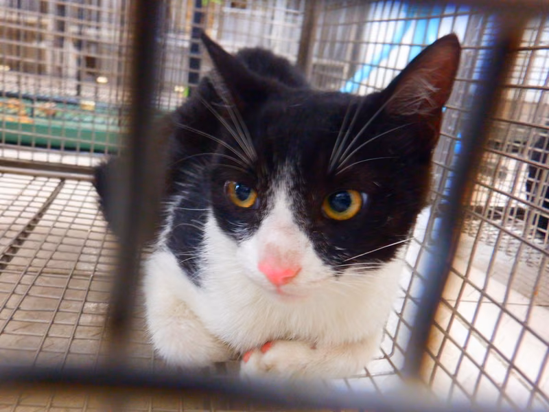 Black-and-white adult female mixed-breed cat, Small, shelter no. …25C5