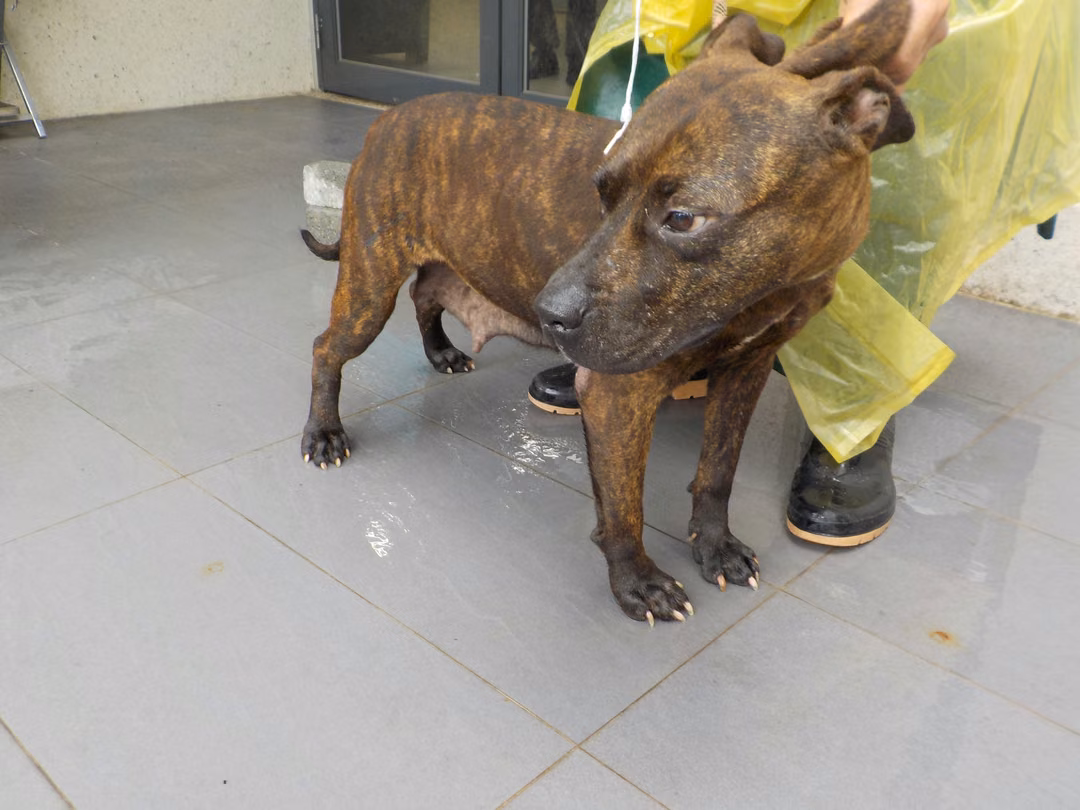 Tabby adult female mixed-breed dog, Medium, shelter no. …7275