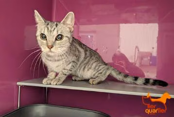 Gray tabby young female European Shorthair, shelter no. …3949