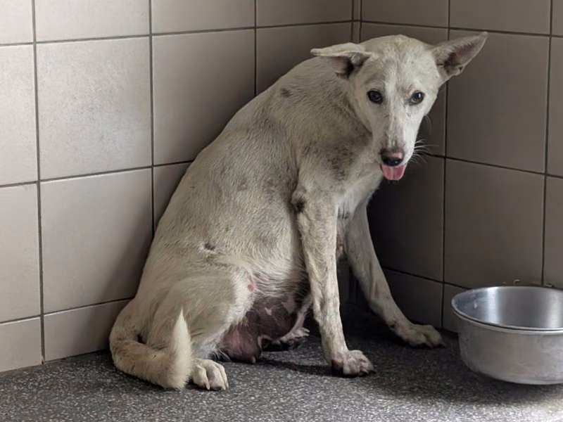 White adult female mixed-breed dog, Large, shelter no. …1701