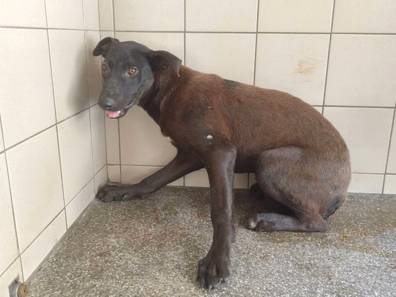 Black adult female mixed-breed dog, Large, shelter no. …0706