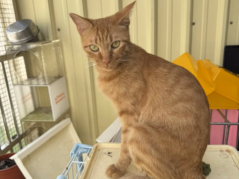 Orange tabby adult female mixed-breed cat, Small, shelter no. …1001