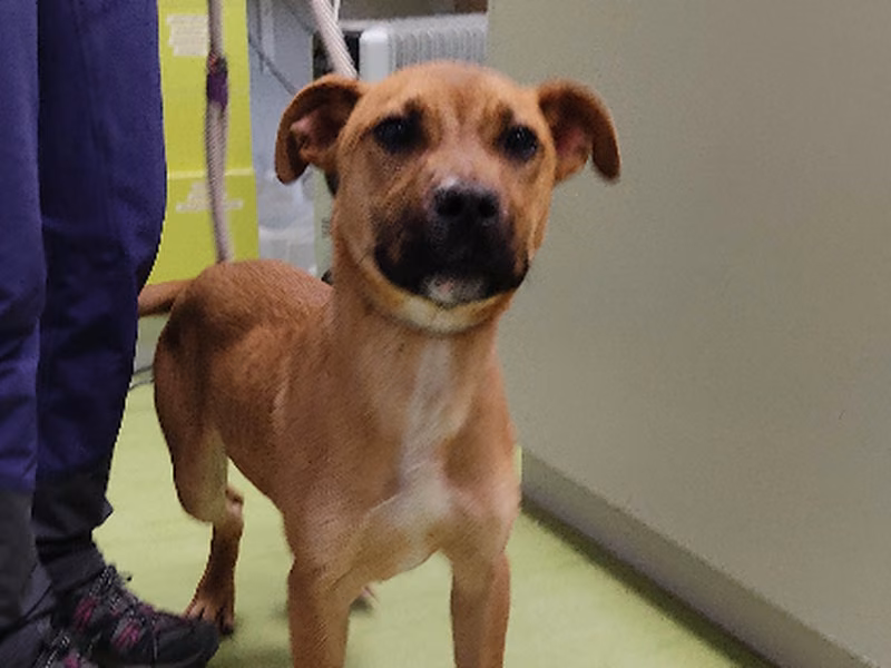 Fabio, Adult · Male · Medium · American Staffordshire Terrier