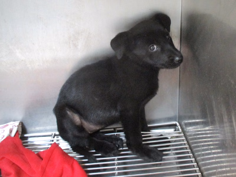 Black young female mixed-breed dog, Small, shelter no. …08Q5