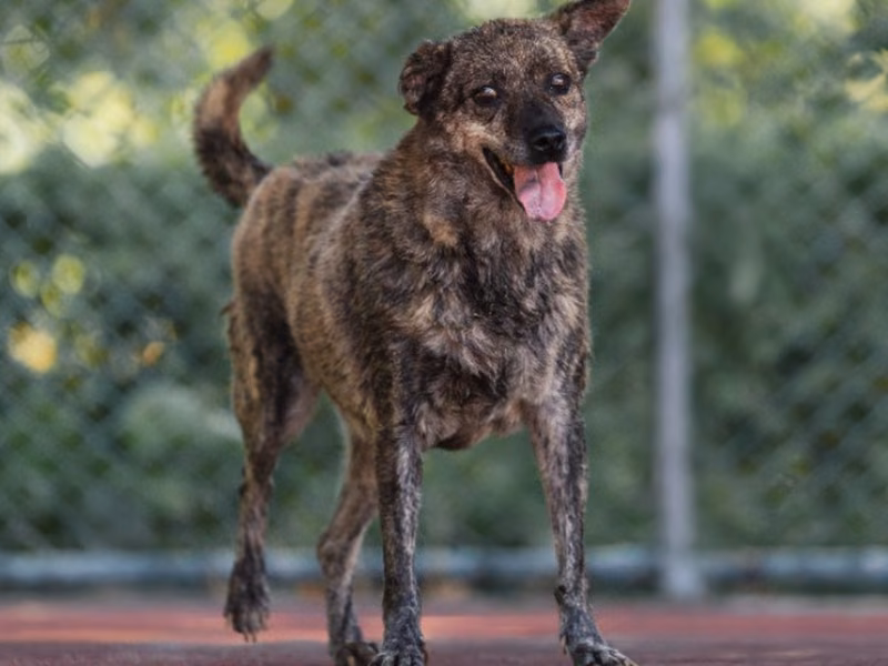 Tabby adult female mixed-breed dog, Medium, shelter no. …2106