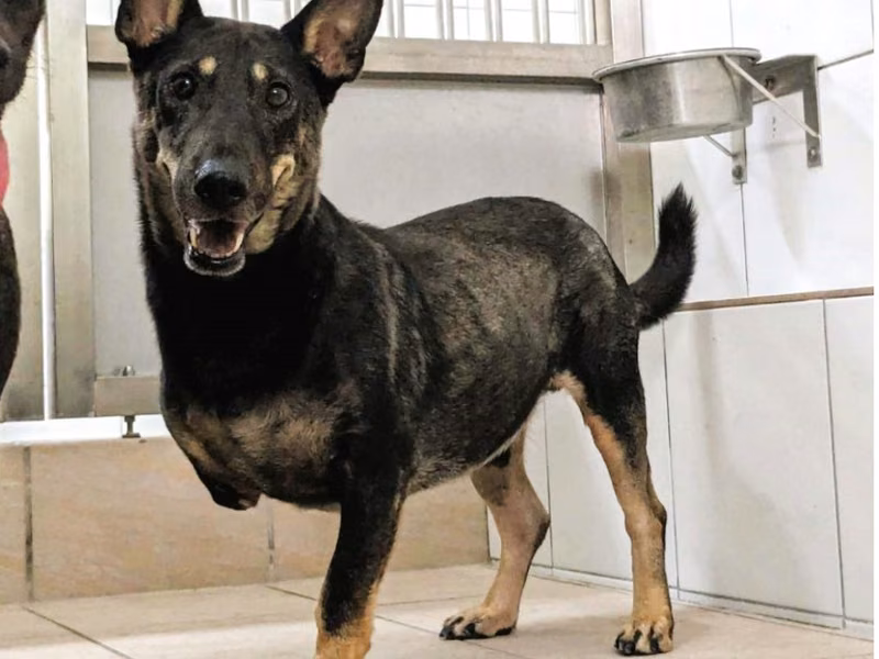 Black adult male mixed-breed dog, Medium, shelter no. …6003