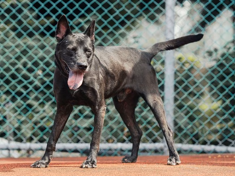 Black adult male mixed-breed dog, Medium, shelter no. …2605