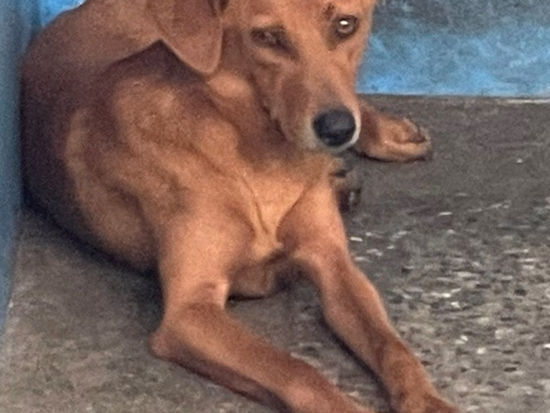 Brown adult female mixed-breed dog, Large, shelter no. …2009