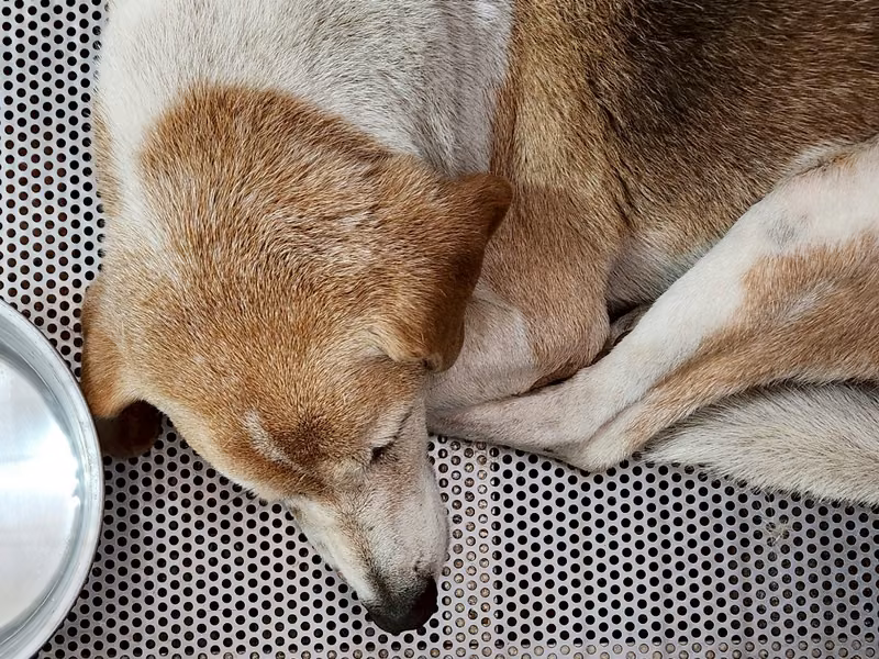 Tan-and-white adult female mixed-breed dog, Medium, shelter no. …7002