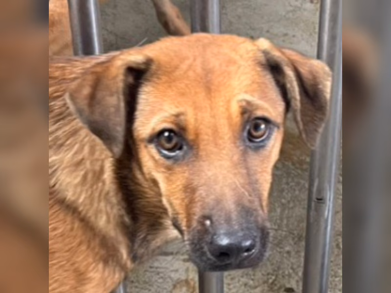 Tan adult female mixed-breed dog, Medium, shelter no. …7009