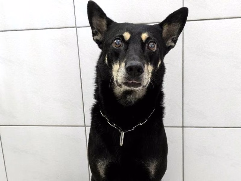 Black-and-tan adult male mixed-breed dog, Medium, shelter no. …0001